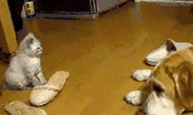 153 cat gif